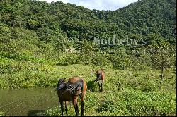 Tapantí Forest, Orosí