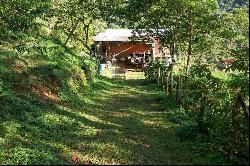 Tapantí Forest, Orosí