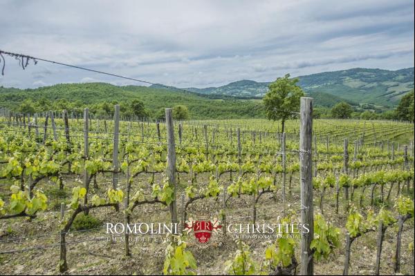 Tuscany - MORELLINO DI SCANSANO WINE ESTATE FOR SALE IN MAREMMA