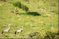 Jansenville, Karoo