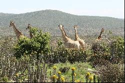 Jansenville, Karoo