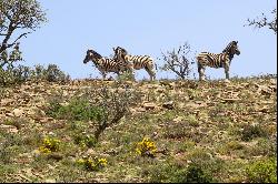 Jansenville, Karoo