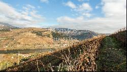 Vineyard in Douro Valley for sale, in Penajoia, Lamego, North of Portugal