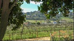 THE LIFESTYLE WE ALL DREAM OF..... LIVING ON A WINE FARM IN THE CAPE WINELANDS!