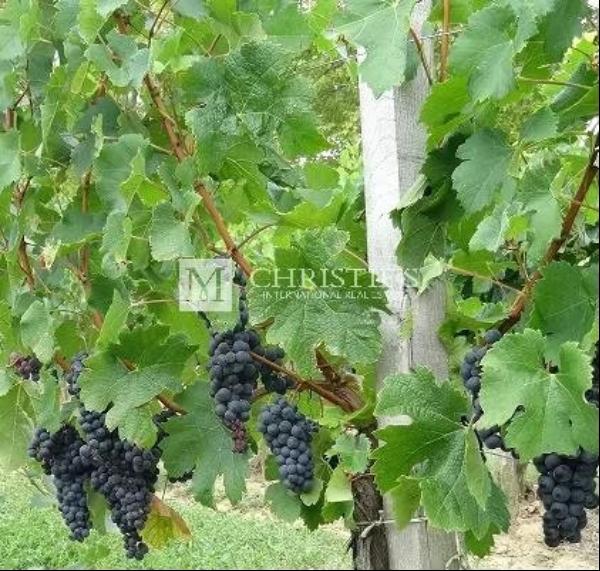 Saint-Emilion vineyard parcel for sale