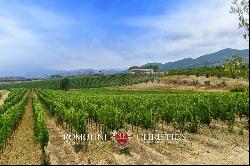 Tuscany - ORGANIC WINE ESTATE WITH 96 HA OF VINEYARDS FOR SALE IN MAREMMA