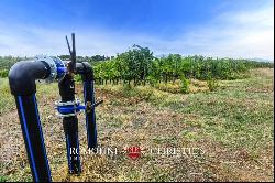 Tuscany - ORGANIC WINE ESTATE WITH 96 HA OF VINEYARDS FOR SALE IN MAREMMA