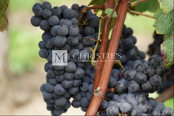 Emblematic Bordeaux vineyard estate with exceptional terroir