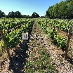 Vineyard estate 21 ha of AOC Médoc vines