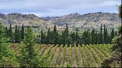 Vineyard, Corbieres, Langeudoc Roussillon