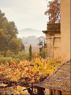 Vineyard, Lubéron