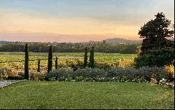 Vineyard, Luberon