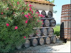 Vineyard, Herault