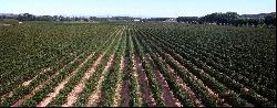 Vineyard, Herault