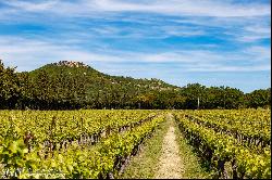 Vineyard, AOP Coteaux D'Aix En Provence