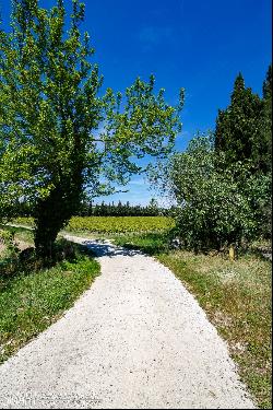 Vineyard, AOP Coteaux D'Aix En Provence