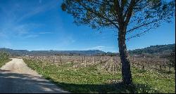 Vineyard, Luberon