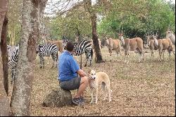 Dolly Estate, Tanzania