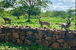 Dolly Estate, Tanzania