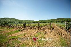 Tuscany - 190-HECTARE ESTATE WITH VINEYARDS FOR SALE IN MAREMMA