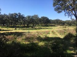 Homestead with 29.4 Hectares