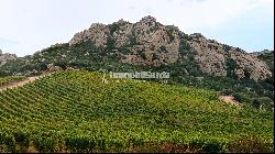 Extraordinary Vermentino 34 ha Vineyard Estate with Quality Terroir