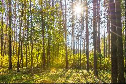 Land plot surrounded by greenery in Vilnius city