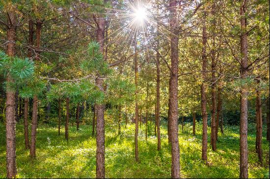 Land plot surrounded by greenery in Vilnius city