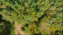 Land plot surrounded by greenery in Vilnius city