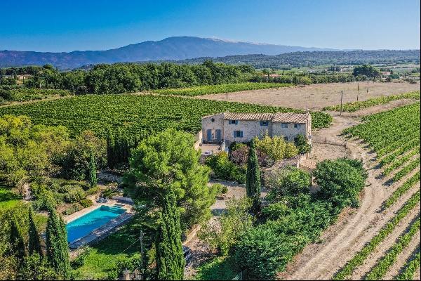 Le Vignoble