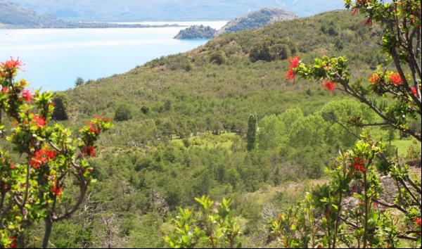 Maiten Norte, Puerto Guadal Lago General Carrera