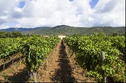 Villa Casetta encircled by Merlot vineyards