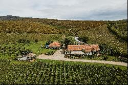 Vineyard, wine cellar and stories at Pivnitele Birauas in D.O.C Minis