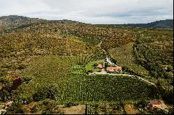 Vineyard, wine cellar and stories at Pivnitele Birauas in D.O.C Minis