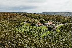 Vineyard, wine cellar and stories at Pivnitele Birauas in D.O.C Minis