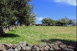 Farm with olive groves in Pueblo Edén