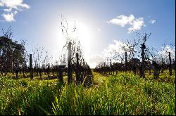 Vineyard estate for sale - 10 ha of vines in one single block