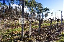 Vineyard estate for sale - 10 ha of vines in one single block