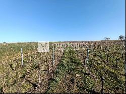 Vineyard estate for sale of 8,5 ha in AOC Castillon Côtes de Bordeaux