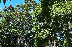 Parque del Café Tree Tops Serenidad