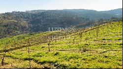 Property for sale in Lamego, in the Douro Valley, Portugal