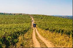 Pogany Dobra wine estate, Dobra, Satu Mare