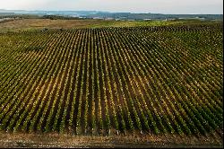 Pogany Dobra wine estate, Dobra, Satu Mare