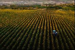 Pogany Dobra wine estate, Dobra, Satu Mare