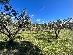 MAGNIFICENT DOMAIN BETWEEN VINEYARDS AND GARRIGUE NEAR PEYRIAC MINERVOIS