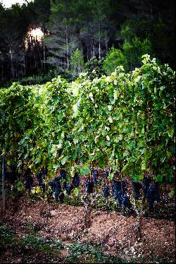 Elegant vineyard property AOP of the Languedoc 38 ha with modern cellar and house