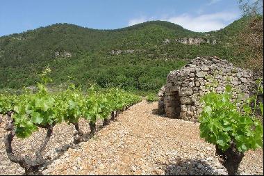 Wine estate in Terrasses de Larzac