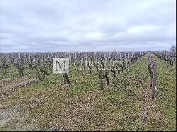 For sale 26,7820 hectares - Haut Médoc vines