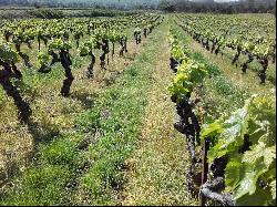 Beautiful Vineyard in the Gard 34 ha with organic vines in AOP Cotes du Rhone, with gites.