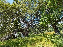 Colorado Canyon Drive, Chimney Oaks At Lake Travis, TX 78654